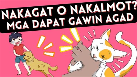 kinantot ko ang aso|Mga dapat gawin ‘pag kinagat o nakalmot ng aso’t, pusa .